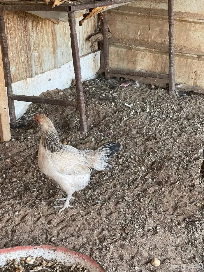 دجاج للبيع 4