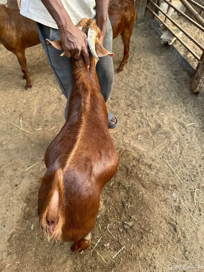 ذبايح تيوس دهم جنوبيه 2