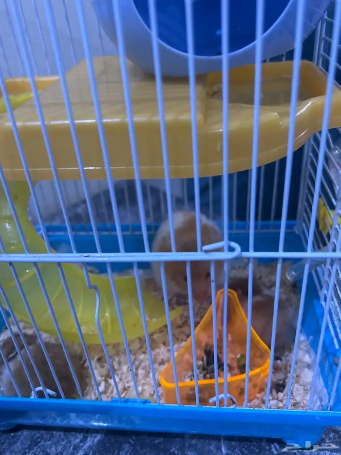 3 هامستر للتبني مجانا 3