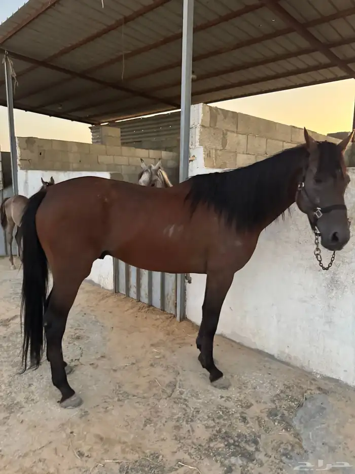 حصان واهو جزيري فرنسي 1