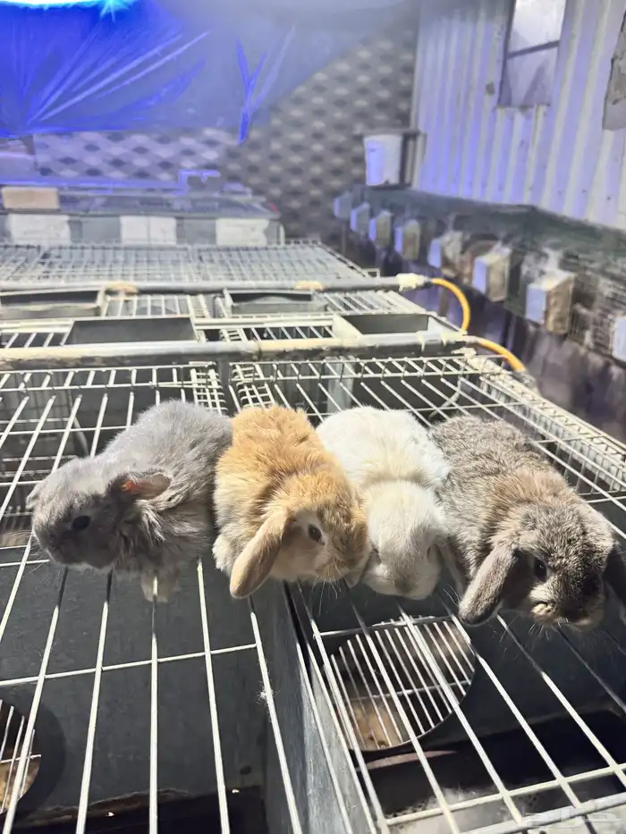 للبيع ارنب ذكر هولندي لوب عمر شهر 1