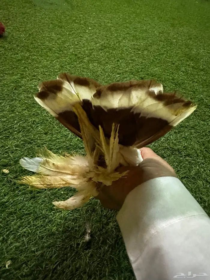 حمام زينه منتج نفاخ 15