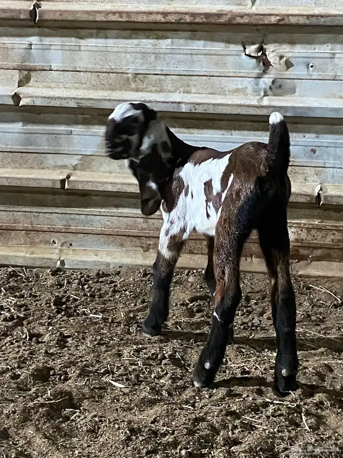 2 تيوس هندية بيور 3