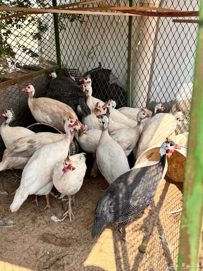 دجاج حبشي لون ابيض صك 3