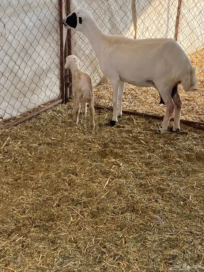 رخال رفيديات جذعات ولد ودفيع 0