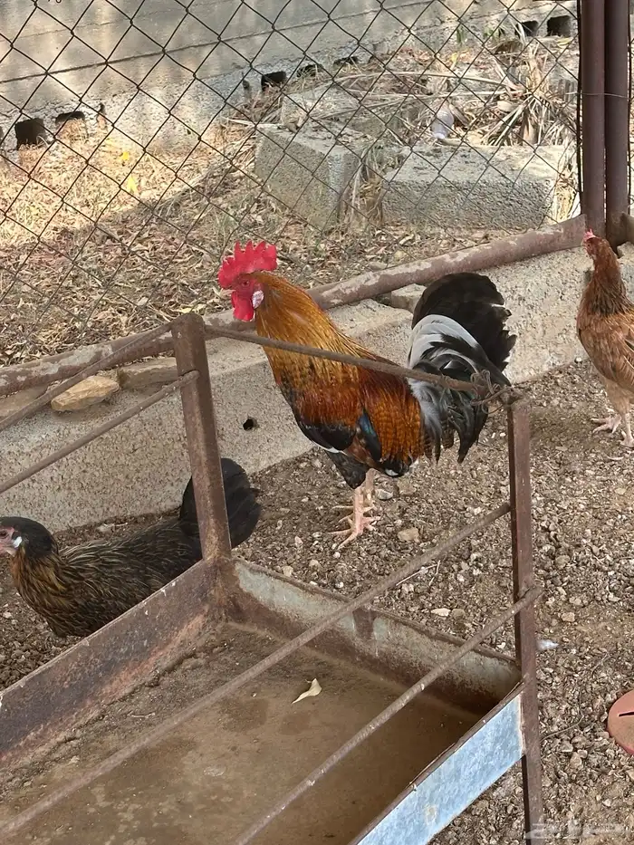 دجاج بلدي حضان 2