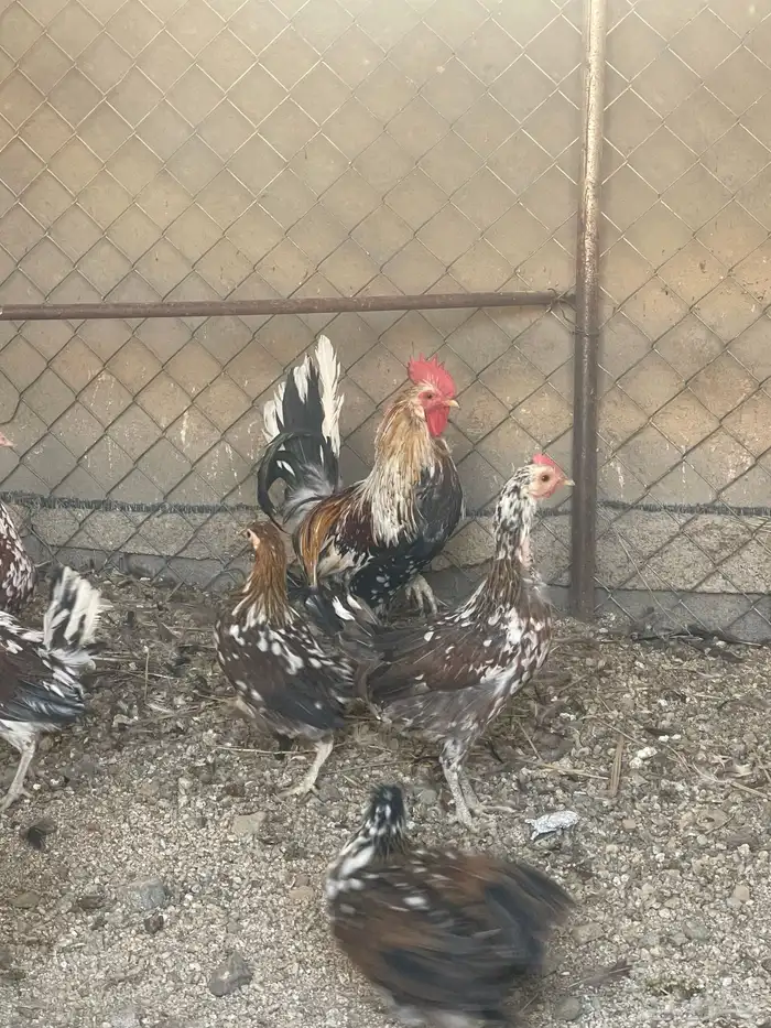 للبيع دجاج ماكنتوش حضان اصيل 7