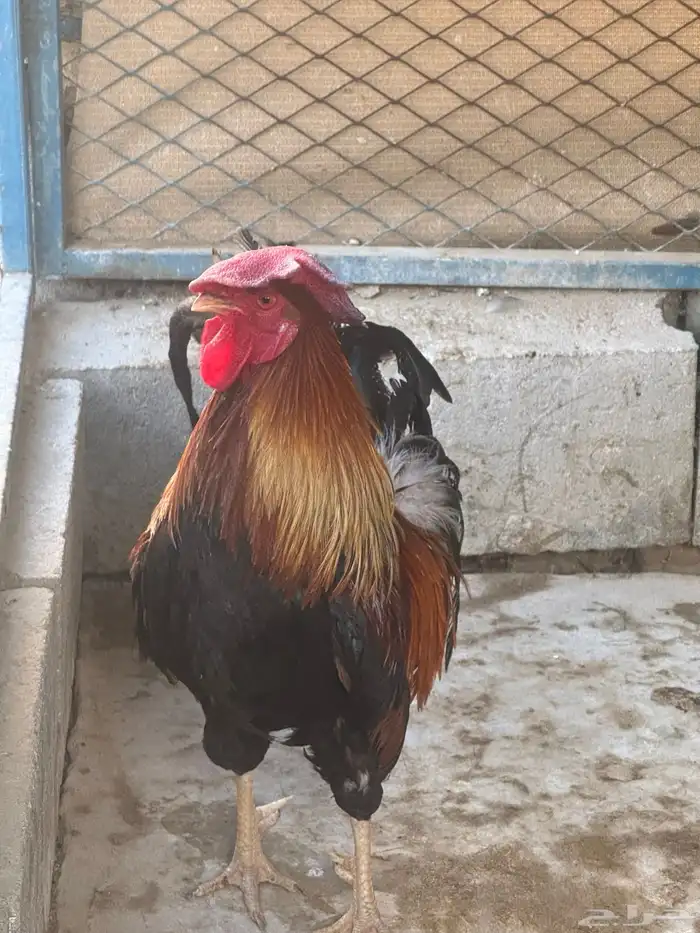 ديك فري جرم كبير التفاصيل في اعلاني السابق 7