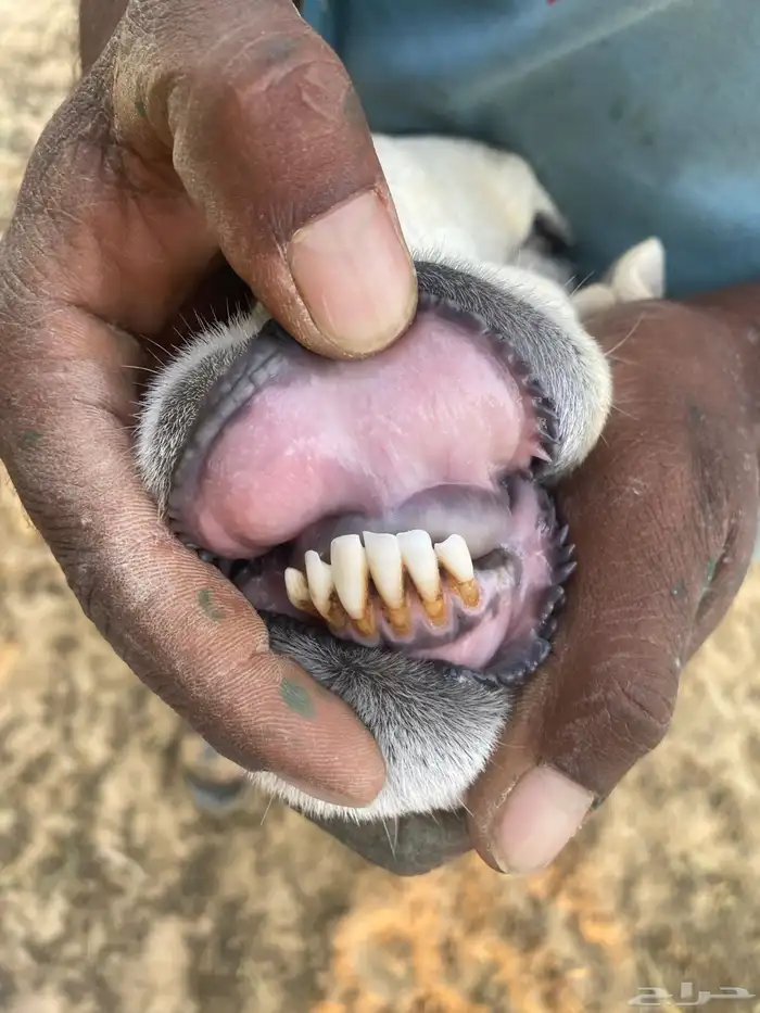 للبيع رغوث حريه 0