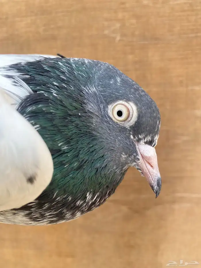 حمام بكستاني 0