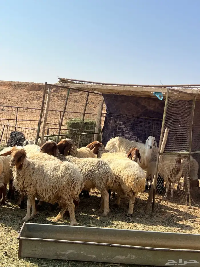 غنم نعيم مضاريع 16