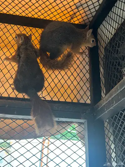 سناجب للبيع index