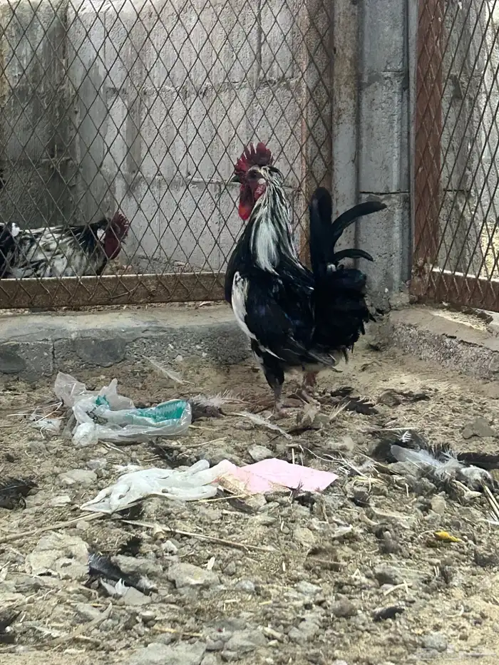 طقم دجاج بطريقي 1