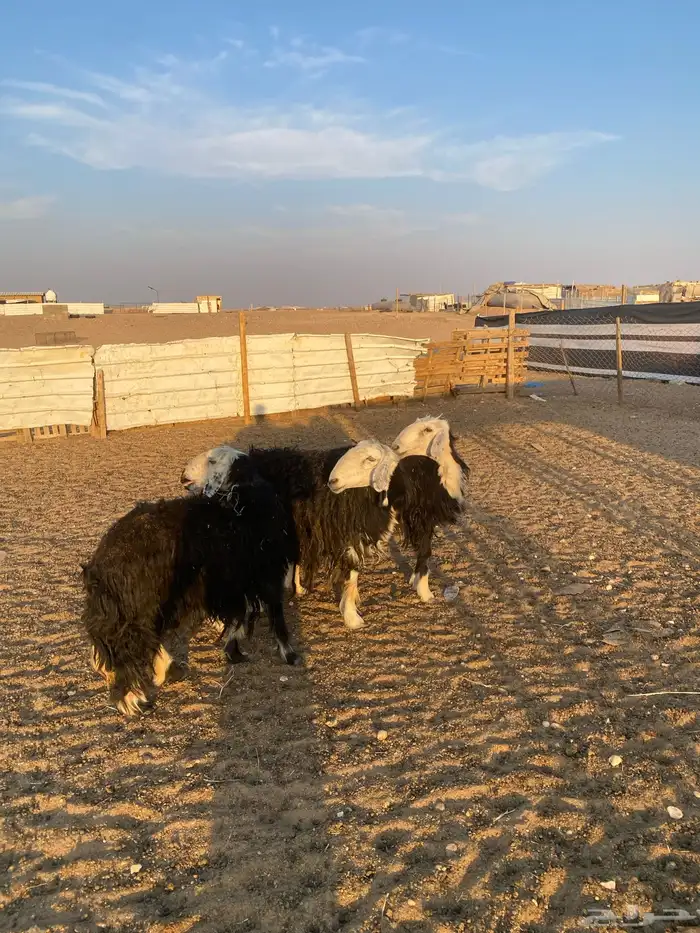 غنم نجد 0