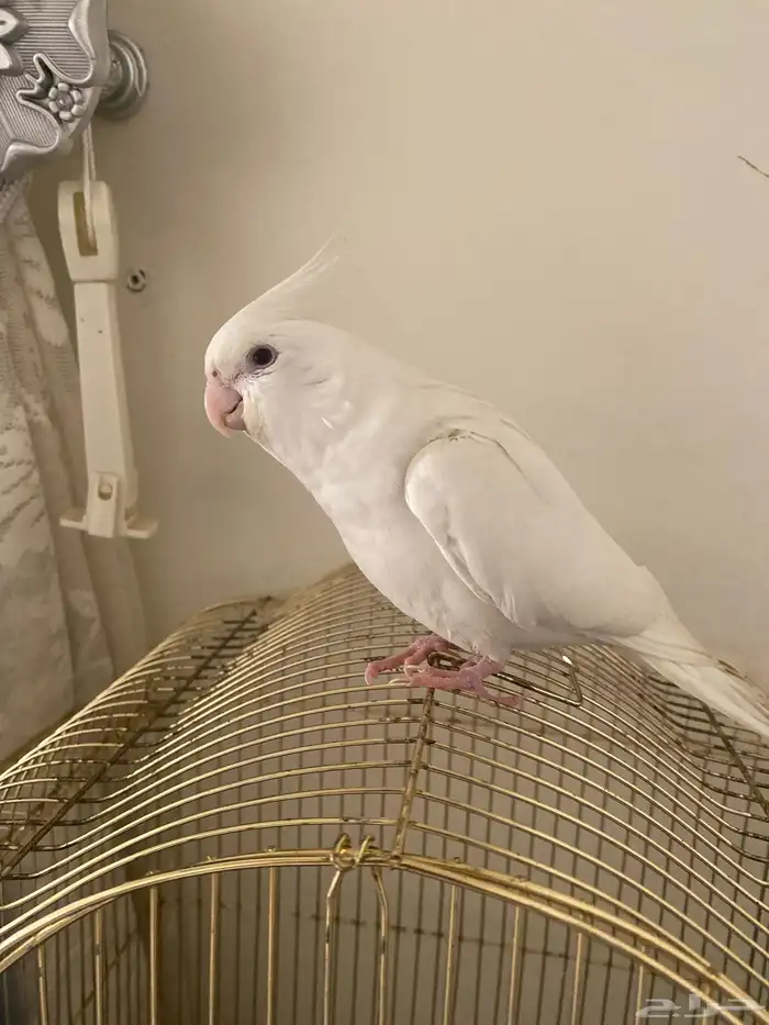 ببغاء كروان 1