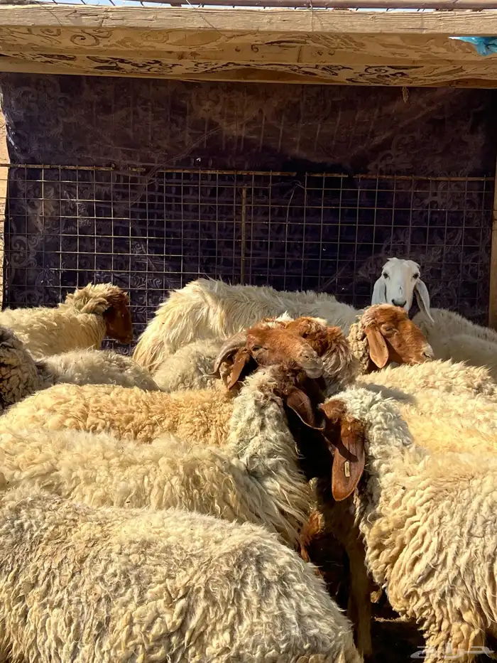 غنم نعيم مضاريع 14