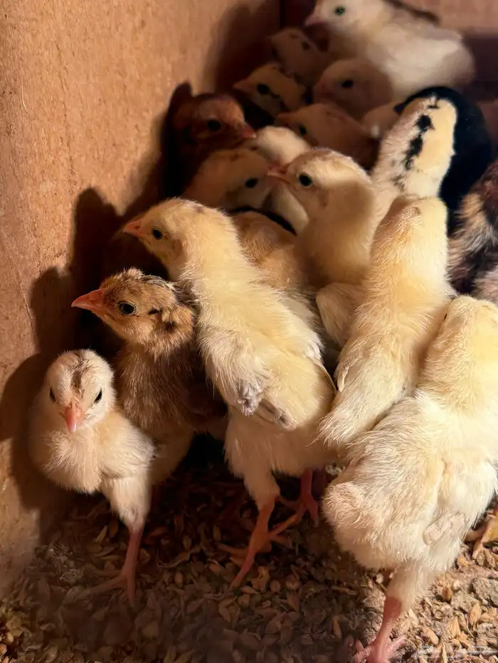 صيصان دجاج بلدي 3