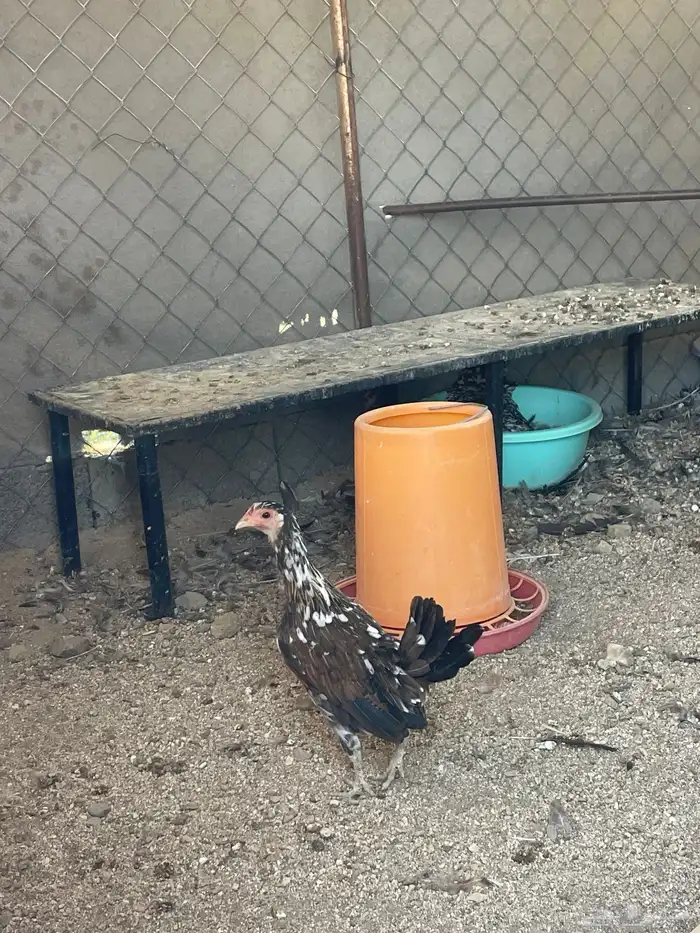 للبيع دجاج ماكنتوش حضان اصيل 8