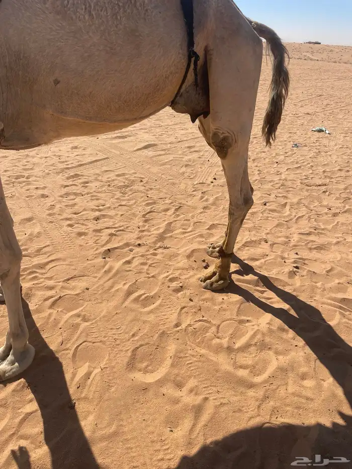 خلفه للبيع 1