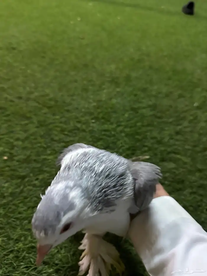 حمام زينه منتج نفاخ 10