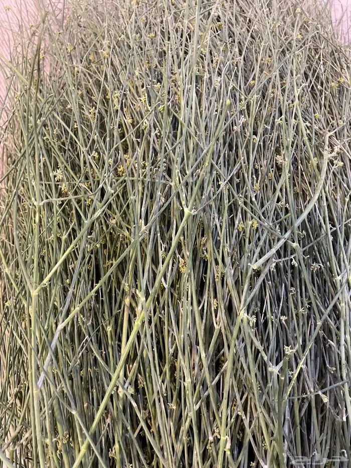 مرخ جديد وطازج السعر 15 2