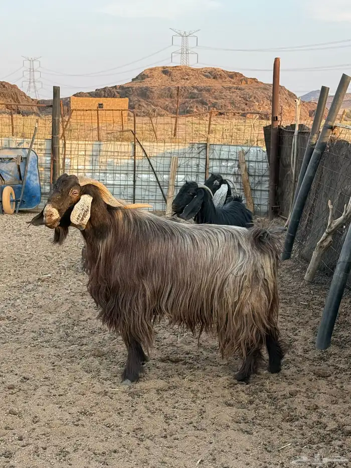 تبس فحل العمر 5 سنوات 3