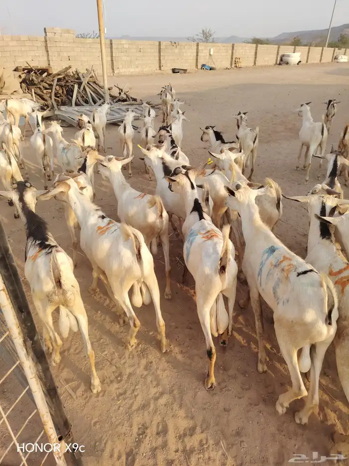 بربري وتيوس مستورده للجمله فقط من جده 4