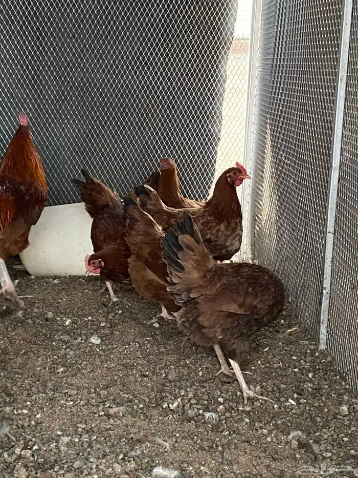 للبيع دجاج فرنسي 2