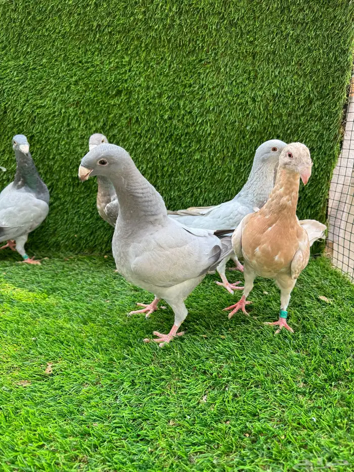 للبيع حمام هومر 6