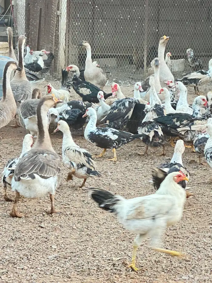 بط مصري بشاير 2