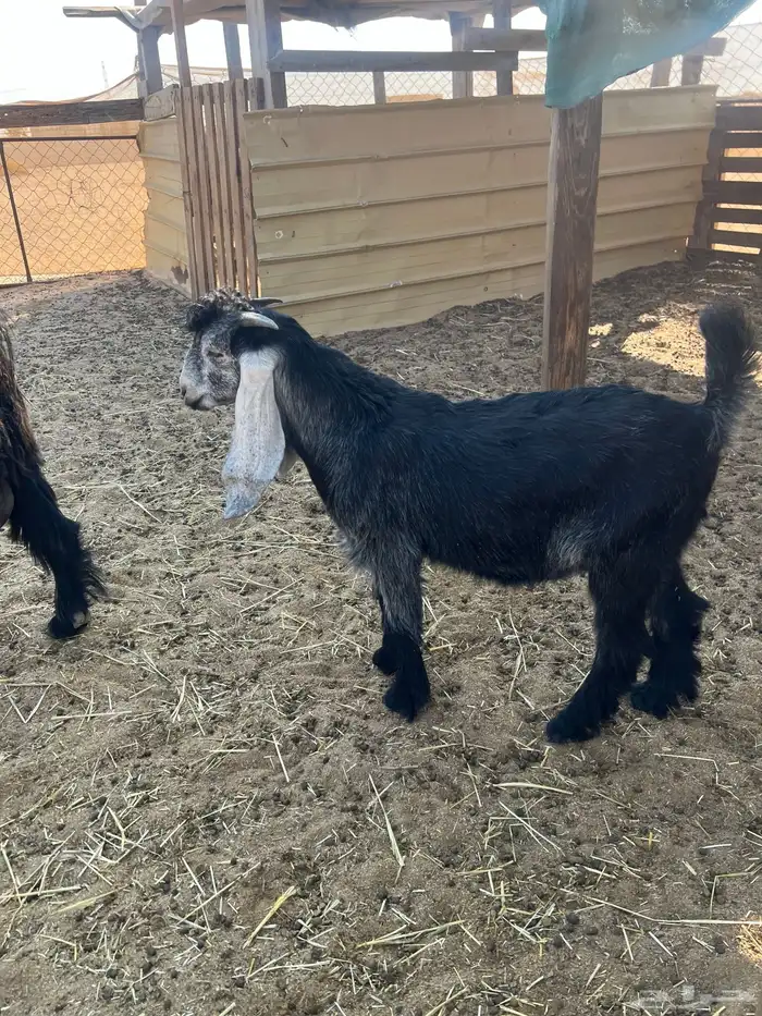 تيس 3 شهور لباني 3