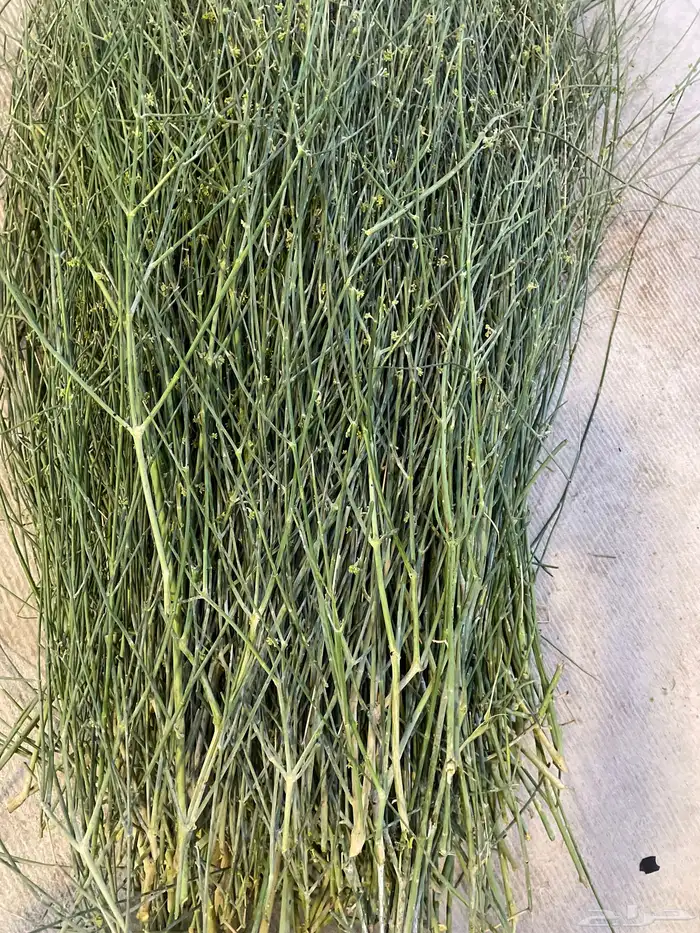 مرخ جديد وطازج السعر 15 0