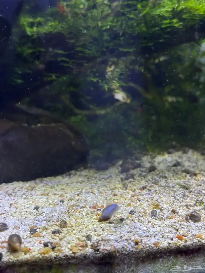 حلزون للبيع 2