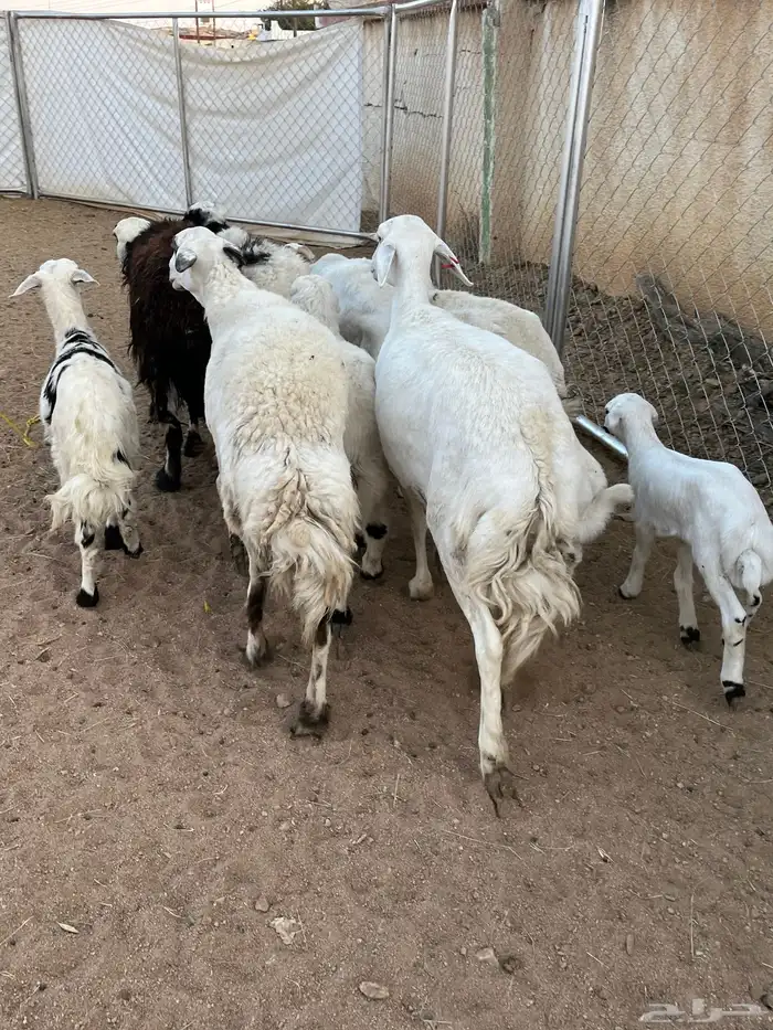 غنم ولد كفو تم البيع 4