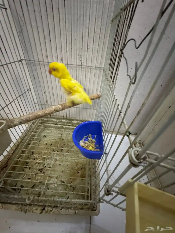 درة لا تينو 5