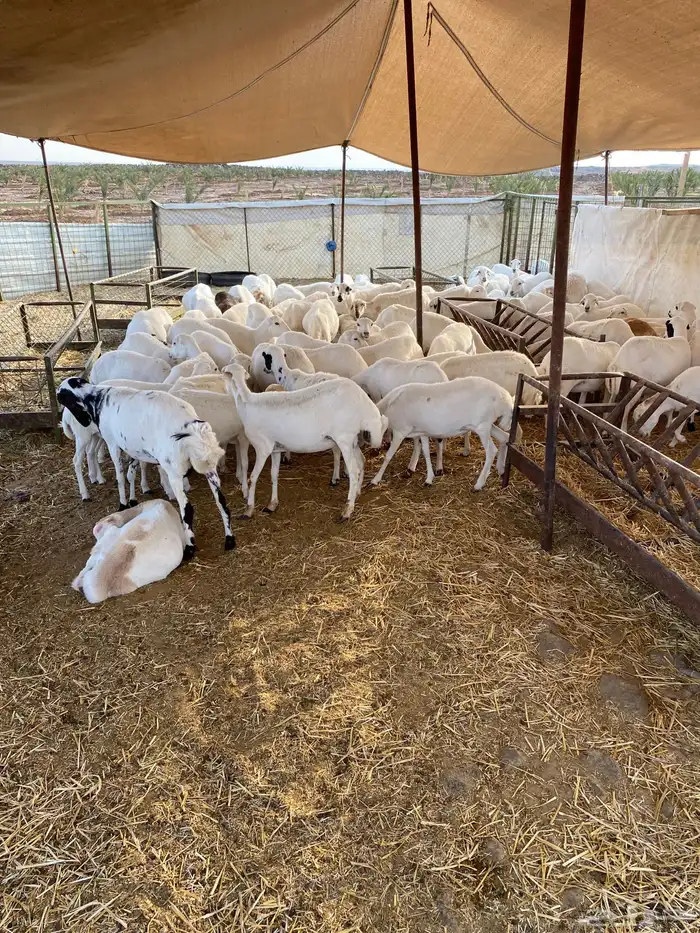 رخال رفيديات جذعات ولد ودفيع 1