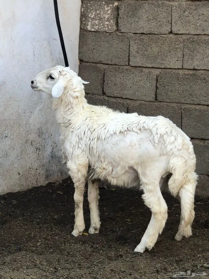 خروف نظيف ومن مراح طيب 6