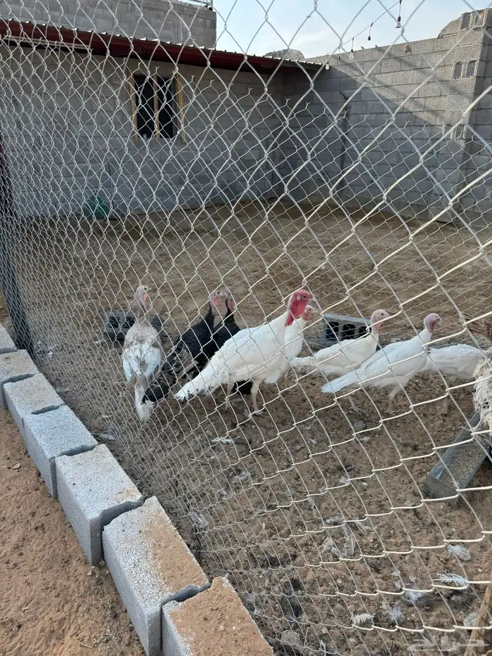 اطقم دجاج رومي 1