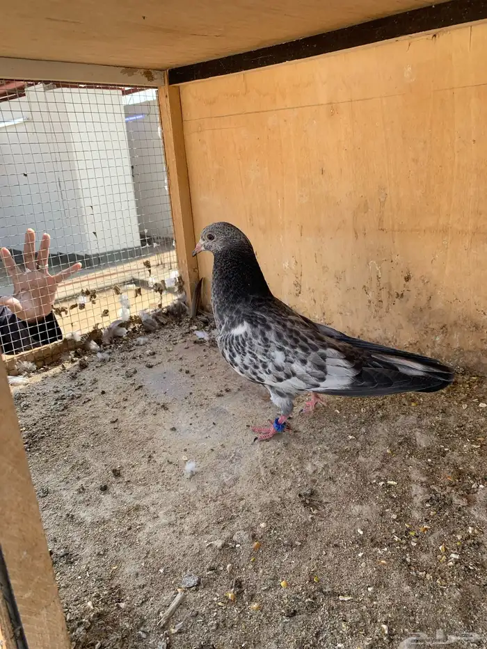 حمام بكستاني 12