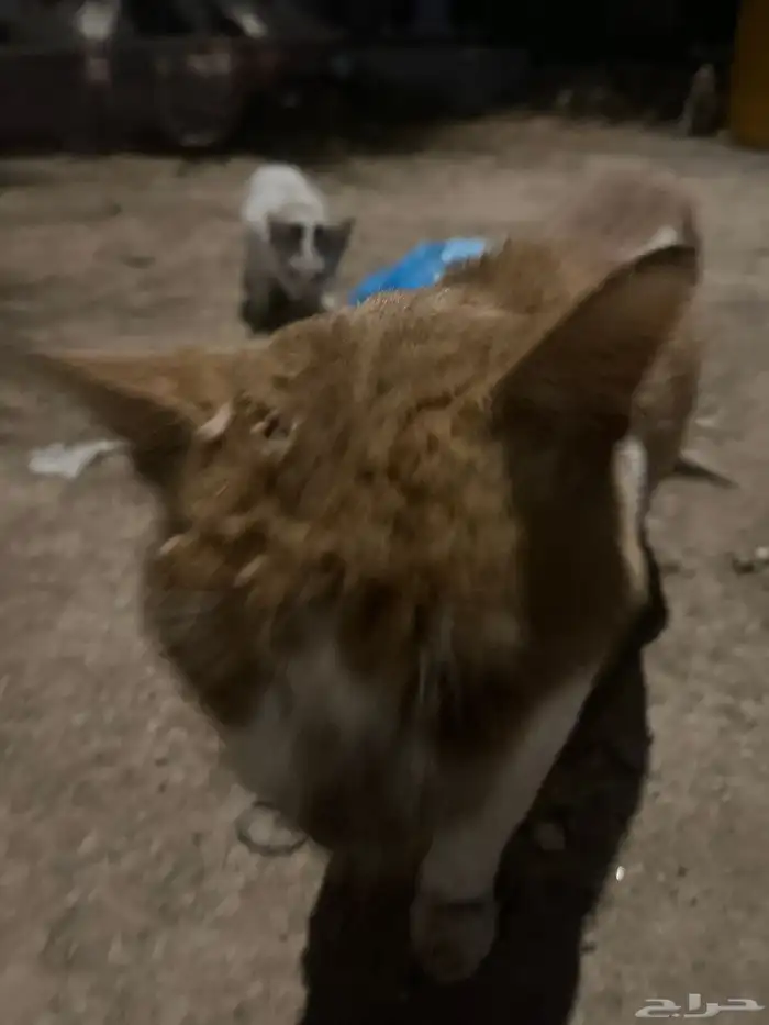 قط تعبان الي يقدر يساعده 0