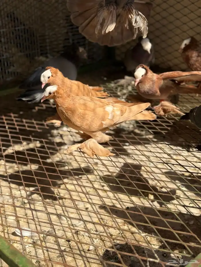 حمام ساكسون 5