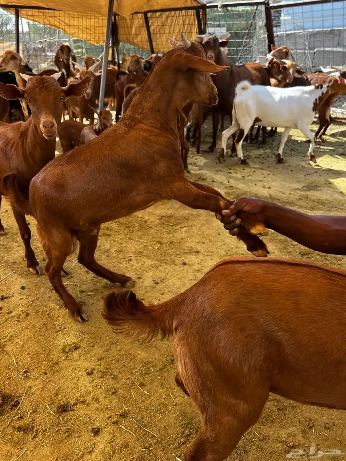 تيوس لباني محايلي 1