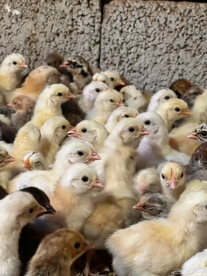 صوص دجاج بلدي 1