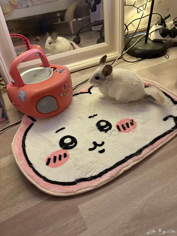 شانشيلا للبيع 0