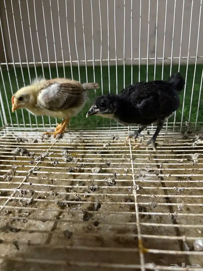 صوص دجاج بلدي 0