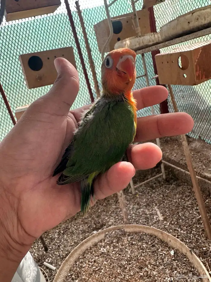 للبيع فيشر نهايه غر ب 70 0