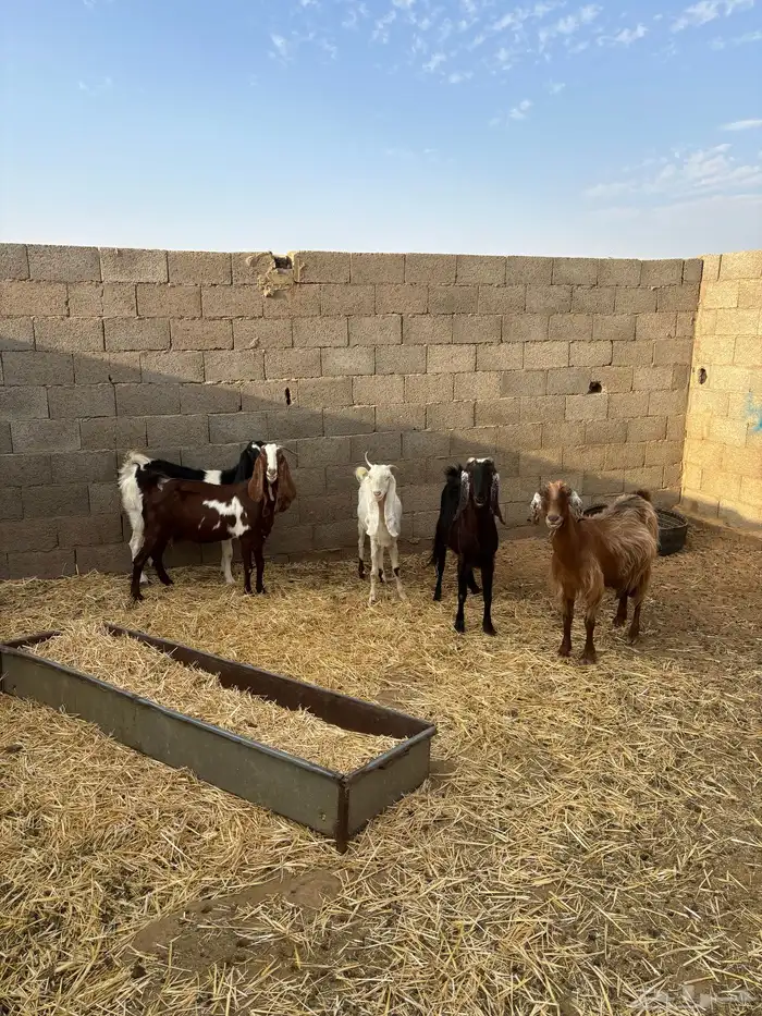 للبيع معزا دفيع ومضاريع 2