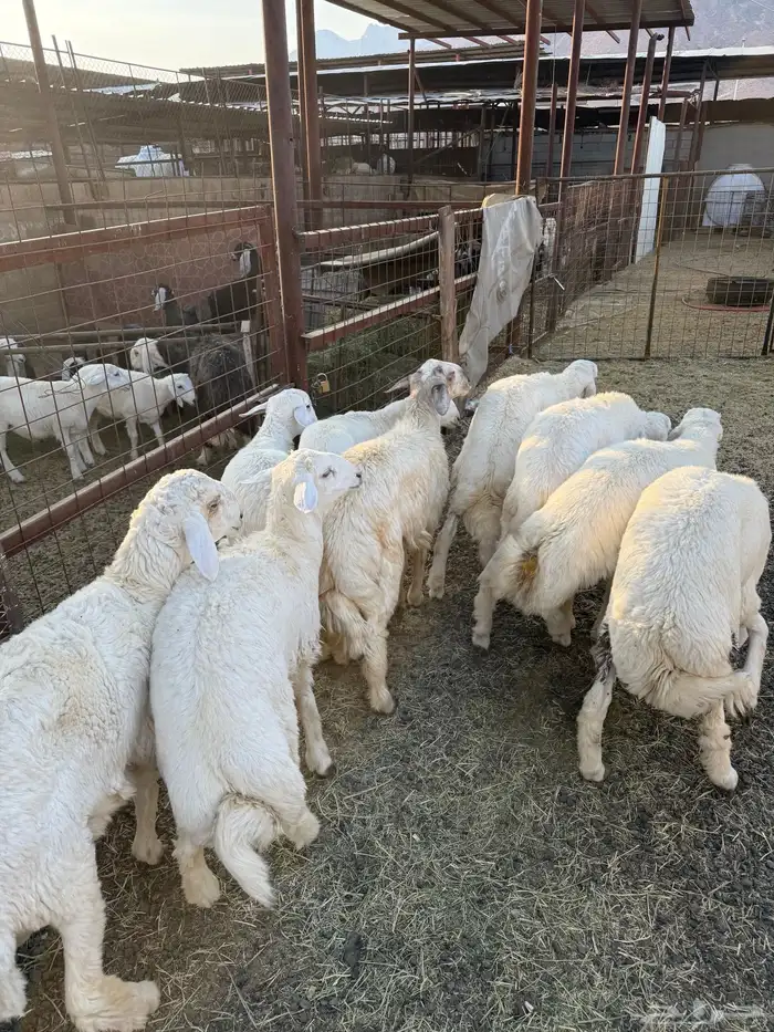 طليان وتيوس ذبايح نظيفه ع الشرط ( سلخ وتوصيل ) 2