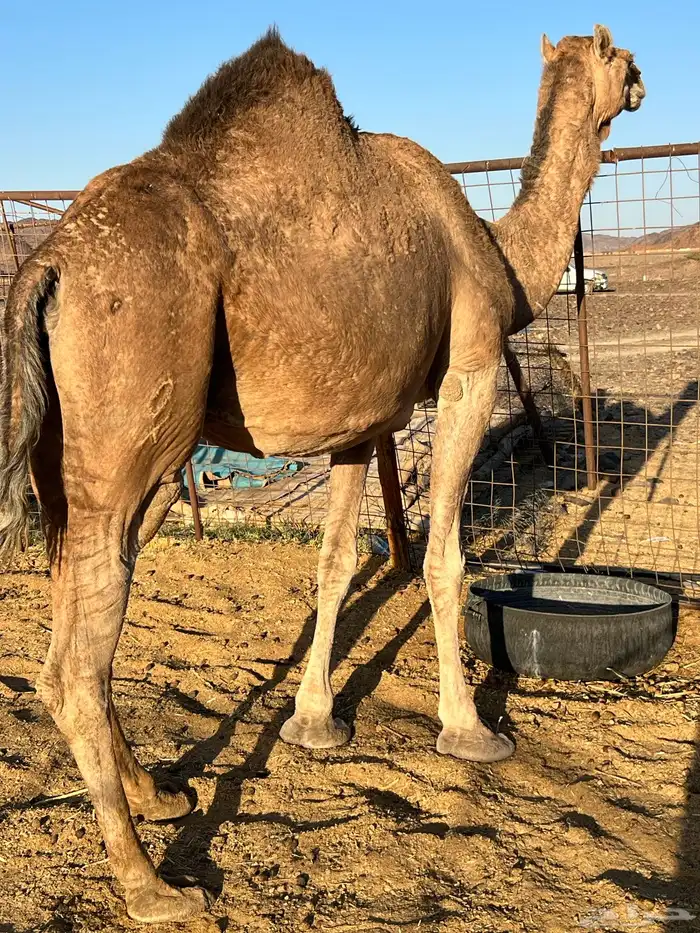 لقحه حمرا فروع ب 6800 تم البيع 0