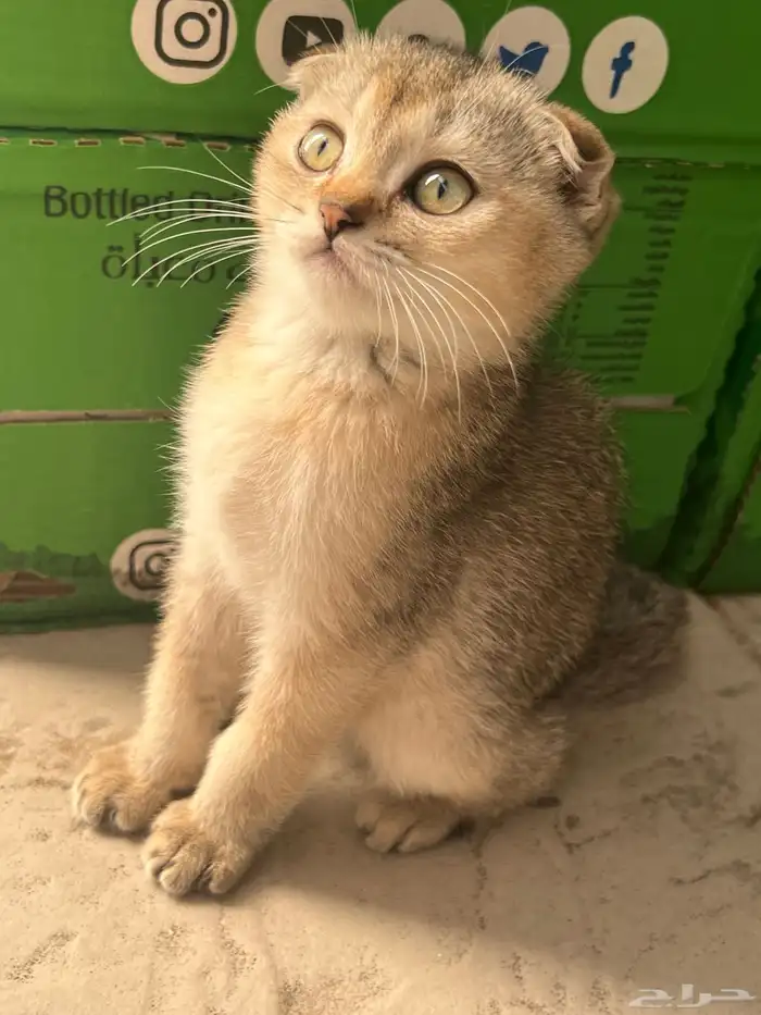 كيتن سكوتش فولد (ذكر-شهرين ونص) 3